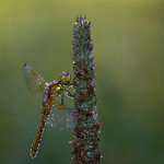La libelula.The Dragon-fly.