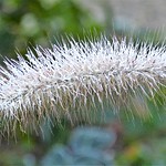 Bevroren Lampenpoetsersgras