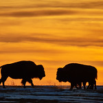 Bison morning shilouette Jan 2019_636