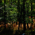 Dark forest - Dunkler Wald