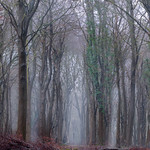 Woodland Fog