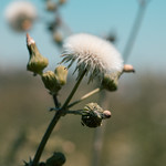 Blooming Dandelion