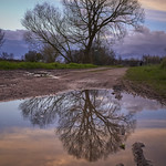 Puddle Tree
