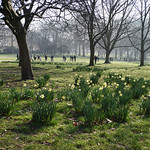 Daffodils-in-Green-Park,-London