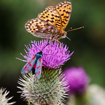 Fritillary And Friend (24058)