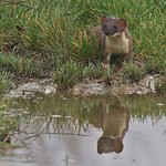 Stoat (Mustela Ermina) Dungeness RSPB . This Stoat has a large tick on his head