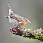 Robin. (Erithacus rubecula)