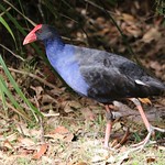 Purple Swamphen 261018 (1) (F)
