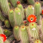 Cactus blooms