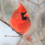 northern cardinal male at Lake Meyer Park IA 653A7587