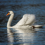 Mute Swan on the Lake