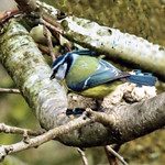 Blue Tit