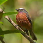 Slaty-backed Chat Tyrant
