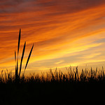 Wetland sunset