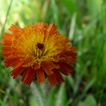 Devil's Paintbrush