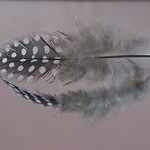Feather