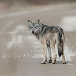 Timber Wolf