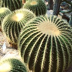 Cacti