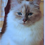 🎉 Bon Anniversaire Maya - Happy Birthday Maya