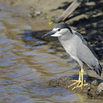 1DX13139 View Large. Black-crowned Night Heron. Keālia Pond, Maui