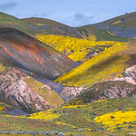 God Spilled Buckets of Paint! Carrizo Plain Temblor Range National Monument Wildflowers Superbloom Elliot McGucken Fine Art Landscape Photography! California Spring Wild Flower Super Bloom! Nikon D850 & AF-S NIKKOR 28-300mm f/3.5-5.6G ED VR from Nikon!