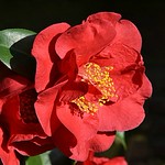 Mothers Day Weekend Flower