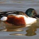 Shoveler 240219 (1) (F)