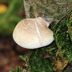 Birch bracket fungi piptoporus betulinus