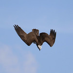 Diving Osprey