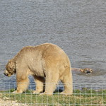 The Yorkshire Wildlife Park, Doncaster, South Yorkshire (18/03/19), England, UK