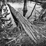 2019 Landscape images. (Into the Lake).