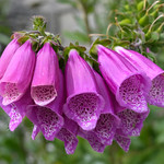 Foxglove