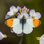 Orange Tip - Anthocharis cardamines