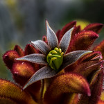 Australian Kangaroo Paw Flower