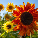 Sunny Sunflowers