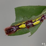 Morpho peleides (Kollar, 1850)