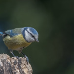 Parus caeruleus (Blue tit).