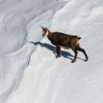 Chamois