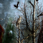 the pine god who never speaks...