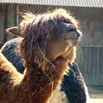 London Zoo - Alpaca - September 18th 2006