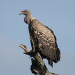 Ruppell's griffon vulture