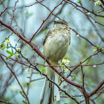 Backyard wet Mockingbird 02-27-2019