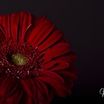 Red Gerbera
