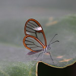 Papillon de verre (Greta oto)