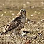 "Good to the Last Bite"