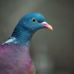 Watched by the wood pigeon