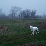 Filou in der Ruraue.