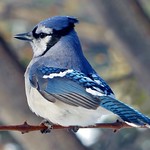 Blue Jay