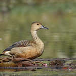 Lesser Whistling-Duck (Dendrocygna javanica) (sp. # 244)