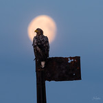 The Moon of Other Days